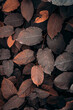© Cavan Images - brown plant leaves in autumn season, brown background