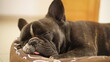 © juanmanuel - french bulldog puppy sleeping