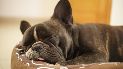 french bulldog puppy sleeping