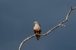 The brahminy kite (Haliastur indus), formerly known as the red-backed sea-eagle in Australia, 