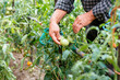 © ADDICTIVE STOCK - Unrecognizable man checking tomatoes on farm