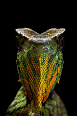 Wall Mural - gonocephalus kuhlii lizard closeup head