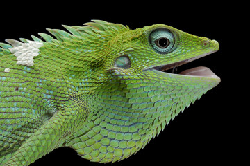 Wall Mural - closeup head of green lizard with black background, green lizard closeup head