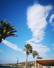 Beach With Palm Trees And Blue Sky