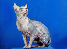A Grey Sphinx Cat Walking On Blue Background.