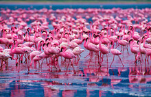 Flamingos In Ngorongoro Crater National Park.Tanzania, Africa.