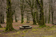 Picnic Area In The Middle Of A Beech Forest In Autumn With Dry Trees