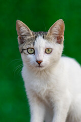 white stray cat on a green  background