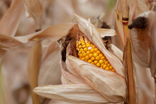 Mature Yellow Cob Of Sweet Corn On The Field. Corn Harvest Concept.