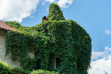 Wall Mural - White brick house overgrown with green leaves of Parthenocissus quinquefolia (Virginia creeper, Victoria creeper, five-leaved ivy) against the blue sky. City landscape in Voronezh