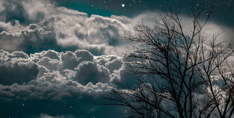 Wall Mural - bare tree against a cloudy and starry night