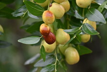 Jujube Nuts. Rhamnaceae Deciduous Fruit Tree.　
It Has Pale Green Flowers In Early Summer, And When Ripe, The Nuts Turns Reddish Black And Becomes Wrinkled When Dry. Edible And Medicinal.