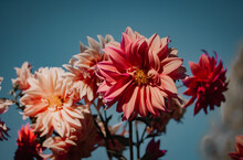 Pink Dahlias Blooming Flowers In Botanical Garden. Buds In Full Bloom On A Bush Against Blue Sky. Autumnal Flowering Plants. Growing Care Of Mums Flowers. Red Pompom Flowering Bushes Floral Postcard.