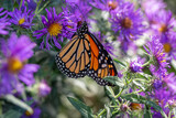 Fototapeta Sawanna - Close up view of a monarch butterfly feeding on purple aster flowers in a sunny garden, with defocused background
