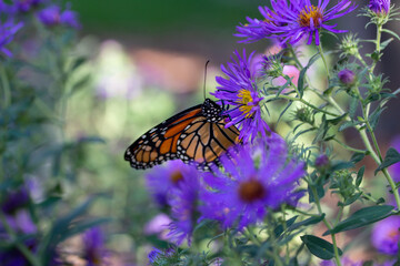 Wall Mural - Close up view of a monarch butterfly feeding on purple aster flowers in a sunny garden, with defocused background
