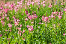 Sarytag, Sughd Province, Tajikistan. Field Of Pink Wildflowers In Sunshine.