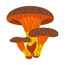Omphalotus Olearius Mushrooms. Isolated On White Background. Poisonous Forest Fungi. Hand Drawn Doodle Vector Illustration