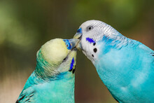 Common Parakeets Or Shell Parakeet Kissing.