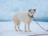 Fototapeta Psy - Sled dogs on sea ice during winter near Uummannaq in northern West Greenland beyond the Arctic Circle. Greenland, Danish territory