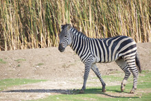 A Zebra Walks Through The Field