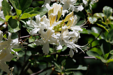 Wall Mural - White flowering terminal indeterminate raceme inflorescence of Rhododendron Occidentale, Ericaceae, native monoclinous deciduous woody shrub in the San Jacinto Mountains, Peninsular Ranges, Summer.