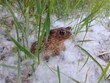 Young common toad (Bufo bufo) sitting in poplar tree seed fluff