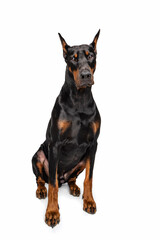 Black and rust Doberman on white background