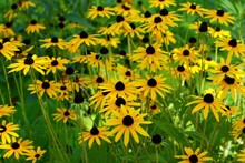 Field Of Yellow Black Eyed Susan Flowers