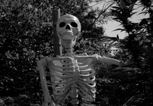 Black And White Of A Skeleton Checking Out The Marijuana Plants In The Garden