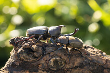ヤマトカブトムシのペア　‐Japanese Rhinoceros Beetle‐
