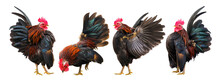 Set Of Colourful Free-range Roosters In Different Poses Isolated On White Background, Banner Design