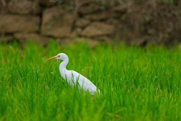 Stork in paddy field