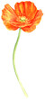 watercolor drawing orange poppy flower, eschscholzia, isolated floral element , hand drawn illustration