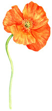 Watercolor Drawing Orange Poppy Flower, Eschscholzia, Isolated Floral Element , Hand Drawn Illustration