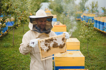 Wall Mural - Beekeeper working collect honey. Beekeeping concept.