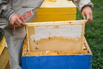 Wall Mural - Beekeeper working collect honey. Beekeeping concept.