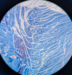 © Mohammed - photo of smooth muscle tissue underr the microscope