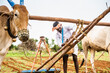 Farmer tightening rope of plough while preparing for work at farmland using oxen - concept of traditional form of agriculture, rural india and village lifestyle