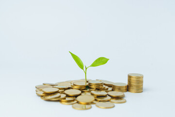 lot of gold coins and green plant over white background