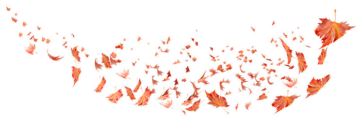 leaves autumn air wind isolated dry for background flying falling fall flight red - 3d rendering