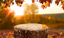 Beautiful Autumn Landscape With  Stump In The Forest. Colorful Foliage In The Park. Falling Leaves Natural Background. Mockup Podium For Product Presentation.