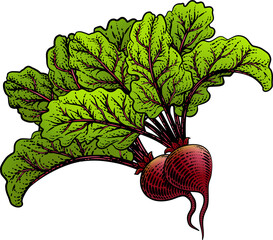 Poster - Beet or beetroot vegetable illustration in a vintage retro woodcut etching style.