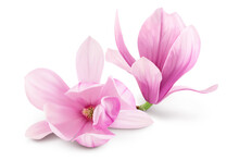 Pink Magnolia Flower Isolated On White Background With Full Depth Of Field