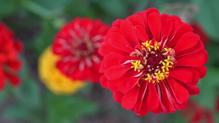 Wall Mural - Close up of the red flowers  in the garden