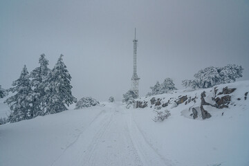 Sticker - Snow covered forest on top of mountain Ai-Petri after blizzard. Crimea