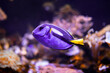 Dory, fioletowa ryba tropikalna