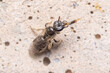 Lasioglossum sp. sweat bee posed on a wall while dries her tongue in the air