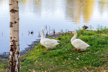Two White Geese On The Riverbank