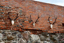 A Close Up On A Set Of Animal Skull Replicas Made Out Of Plastic With Some Real Antlers Attached To Them Seen Hanging On A Red Brick Wall Or Fence On A Sunny Summer Day In Poland