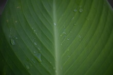 Sheet, Leaf, Plate, Foliage, Green Canna Leaf Texture Close-up, Leaf Veins Diagonally, Green Texture Background Green Color Gradient, Environment, After Rain, Raindrops On Foliage, Morning Dew On Gree